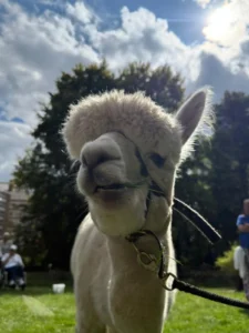Alpaca's gesponsord door Adriaan Vuik 18 augustus 2025