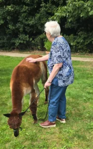 Alpaca's gesponsord door Adriaan Vuik 18 augustus 2025