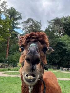 Alpaca's gesponsord door Adriaan Vuik 18 augustus 2025