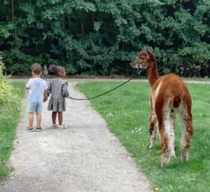 Alpaca's gesponsord door Adriaan Vuik 18 augustus 2025
