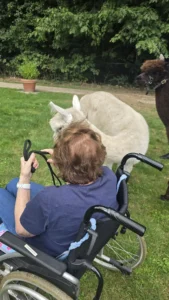 Alpaca's gesponsord door Adriaan Vuik 18 augustus 2025