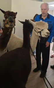 Alpaca's gesponsord door Adriaan Vuik 18 augustus 2025