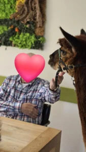 Alpaca's gesponsord door Adriaan Vuik 18 augustus 2025