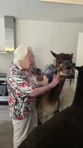 Alpaca's gesponsord door Adriaan Vuik 18 augustus 2025