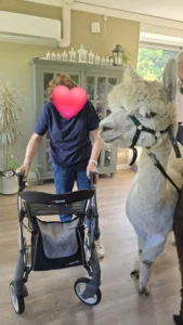Alpaca's gesponsord door Adriaan Vuik 18 augustus 2025