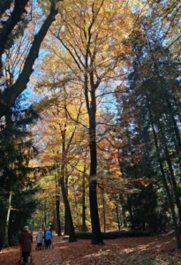 Wandelen in het wandelbos