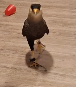 11 februari 2026 was er een roofvogelshow van De Valkenhof.