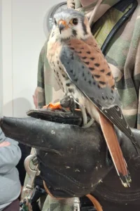 11 februari 2026 was er een roofvogelshow van De Valkenhof.