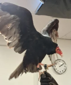 11 februari 2026 was er een roofvogelshow van De Valkenhof.