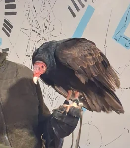 11 februari 2026 was er een roofvogelshow van De Valkenhof.