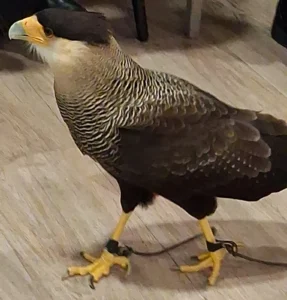 11 februari 2026 was er een roofvogelshow van De Valkenhof.