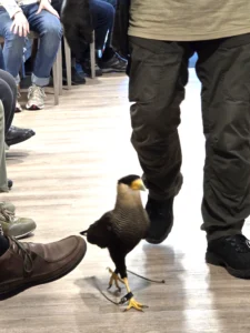 Ook op 2 maart 2026 was er een roofvogelshow van De Valkenhof.