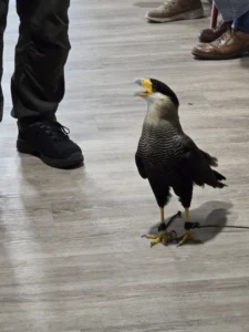 Ook op 2 maart 2026 was er een roofvogelshow van De Valkenhof.