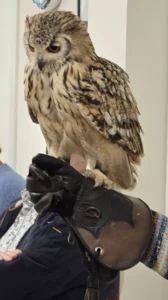 Ook op 2 maart 2026 was er een roofvogelshow van De Valkenhof.