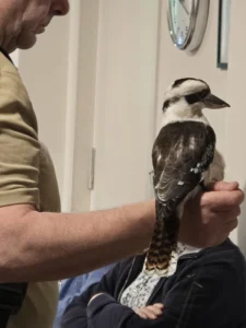 Ook op 2 maart 2026 was er een roofvogelshow van De Valkenhof.